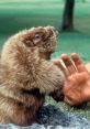 Groundhog reaching out to a hand, reminiscent of the humorous wildlife scenes in "Caddyshack." Classic comedy moment.