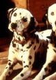 101 Dalmations Play and download 101 Dalmations clips. #intelligent #smart #dogs #pongo #dalmatian