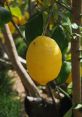 Limonpugann The word "Limonpugann" echoes through the air, carrying with it a sense of mystery and intrigue. The seems to