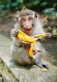 Funny monkey eating seekh kebabs Soundboard