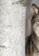 WOLVES Play and download WOLVES clips. #vacation #water #beach #peir #running #dive #las vegas #ces 2018 #night life