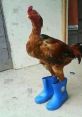 Chicken Wearing Shoes Soundboard