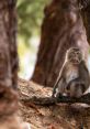 Lonely monkey sitting on a branch in Hoai My, Vietnam, surrounded by lush greenery and tree trunks.